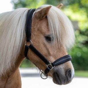 Waldhausen Lederhalfter Star Diamond Pferdehalfter Schwarz WB | kavalio - für mich und mein Pferd