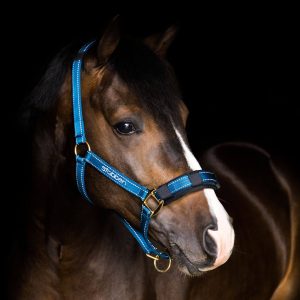 Stübben Stallhalfter mit reflektierenden Nähten Halfter Blau VB | kavalio - für mich und mein Pferd