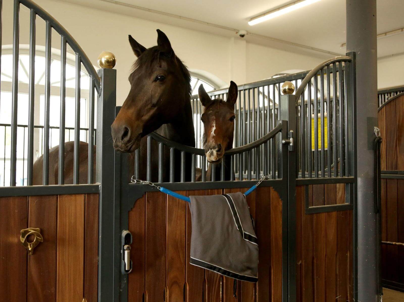 KERBL Deckenhalter mit Kette | kavalio - für mich und mein Pferd – Bild 2