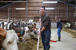 KERBL Großraumbesen 80 cm | kavalio - für mich und mein Pferd