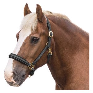 Loesdau Lederhalfter Boston