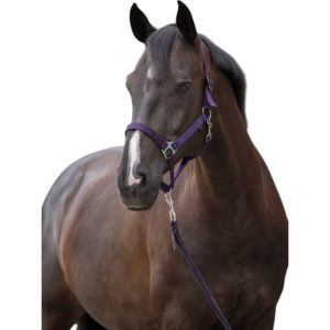 Covalliero Nylonhalfter Hippo Halfter Aubergine X-Full | kavalio - für mich und mein Pferd