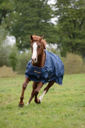 Bucas Outdoordecke 150g Irish Turnout Weidedecke Navy/ Gold 165 | kavalio - für mich und mein Pferd