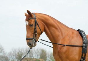 BUSSE Ausbindezügel Basic-Starr Hilfszügel Longieren Schwarz G-Pony/VB | kavalio - für mich und mein Pferd