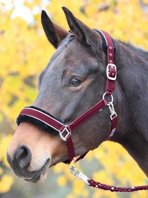 BUSSE Halfter Ideal Stallhalfter Bordeaux (Silber) Vollblut | kavalio - für mich und mein Pferd