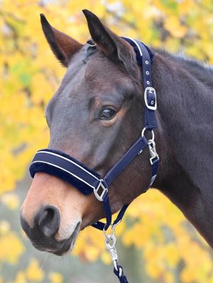 BUSSE Halfter Ideal Stallhalfter Navy II (Silber) Warmblut | kavalio - für mich und mein Pferd