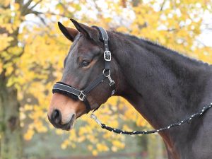 BUSSE Halfter Ideal Stallhalfter Schwarz (Silber) Warmblut | kavalio - für mich und mein Pferd