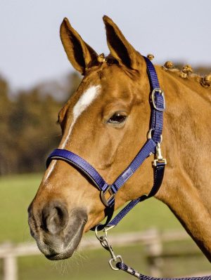 BUSSE Halfter Solid Soft Stallhalfter Navy XWB | kavalio - für mich und mein Pferd