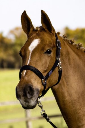 BUSSE Halfter Solid Soft Stallhalfter Schwarz WB | kavalio - für mich und mein Pferd