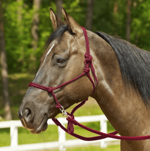 BUSSE Knotenhalfter Ringe Halfter Bordeaux P/VB | kavalio - für mich und mein Pferd