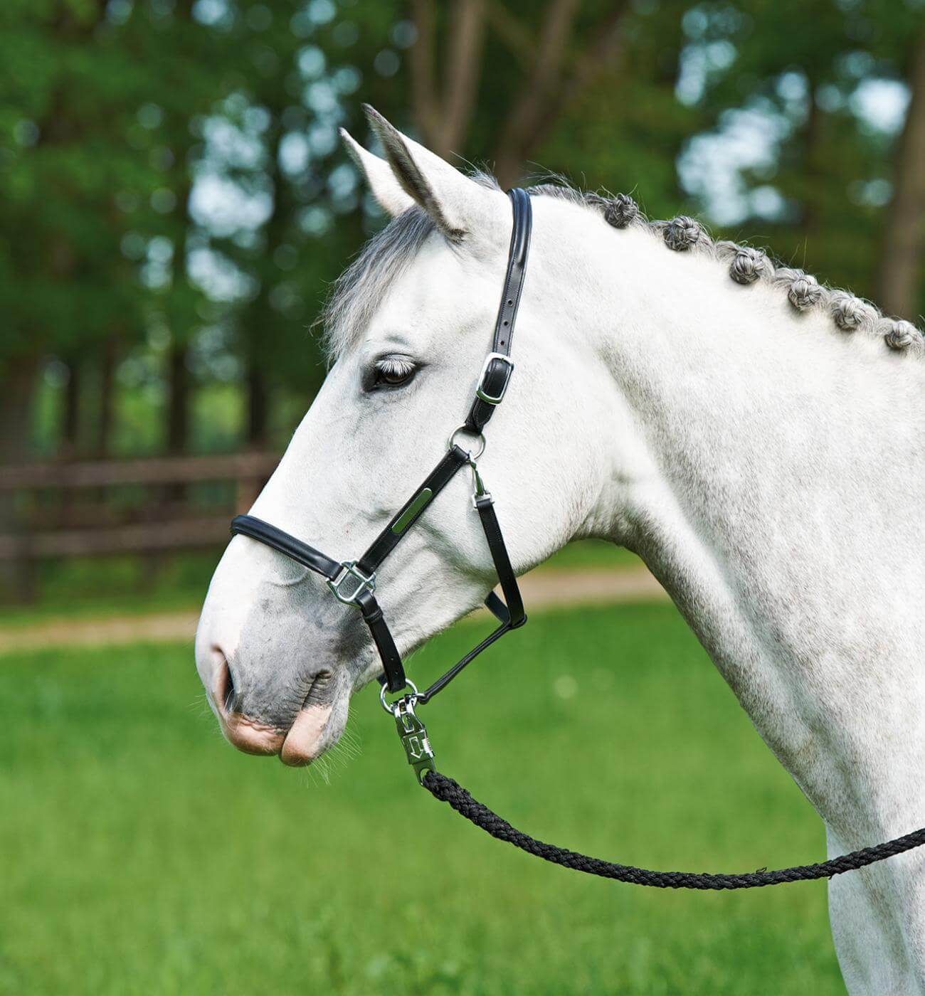 BUSSE Lederhalfter Brand Schwarz/ Silber Full | kavalio - für mich und mein Pferd