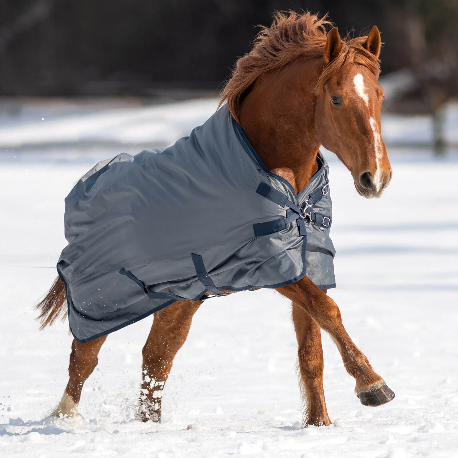 BUSSE Outdoordecke 0g Windchill Regendecke Grau (Navy) 165 | kavalio - für mich und mein Pferd – Bild 2
