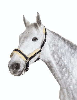 Eskadron Halfter Fell Glossy Faux Fur Basics Schwarz P2 | kavalio - für mich und mein Pferd