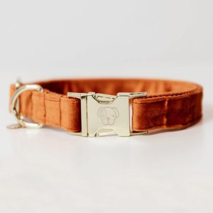 Kentucky Dogwear Hundehalsband Velvet Halsband Orange XL | kavalio - für mich und mein Pferd