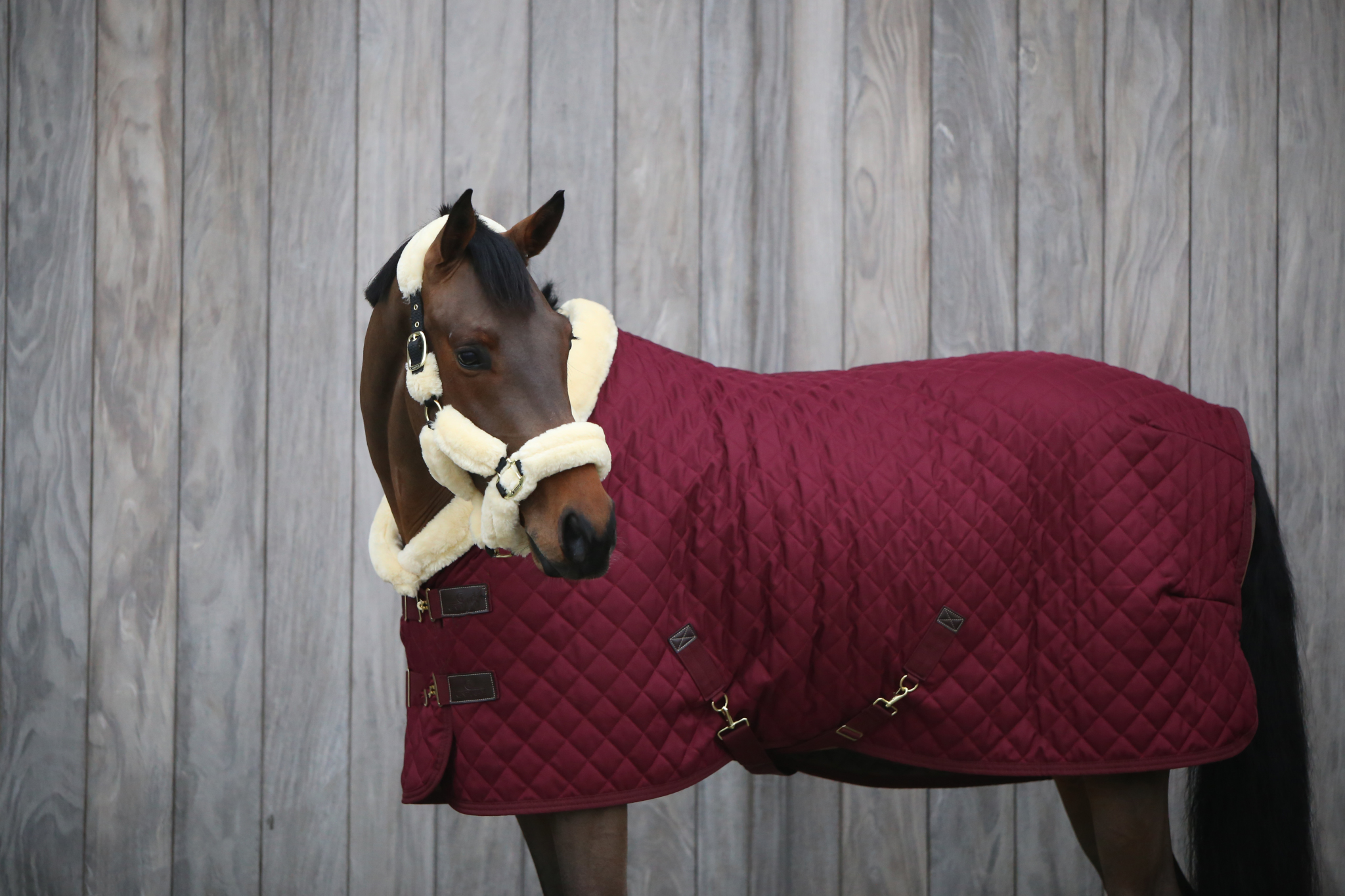 Kentucky Horsewear Turnierdecke 160g Show Rug Bordeaux 140 | kavalio - für mich und mein Pferd – Bild 2