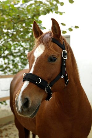 KERBL Longierhalfter Kunststoff Schwarz Full | kavalio - für mich und mein Pferd