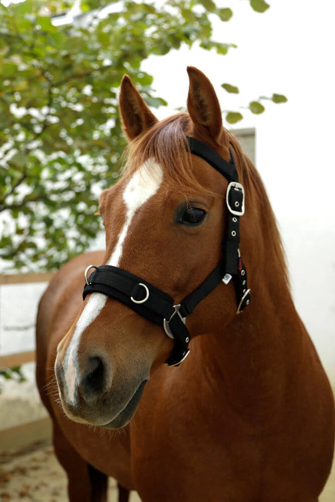 KERBL Longierhalfter Kunststoff Schwarz Full | kavalio - für mich und mein Pferd