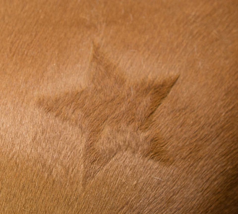 KERBL Scherschablonen | kavalio - für mich und mein Pferd – Bild 2