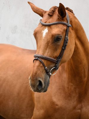 PS of Sweden Trense Stockholm Trensenzaum Schwarz Full | kavalio - für mich und mein Pferd
