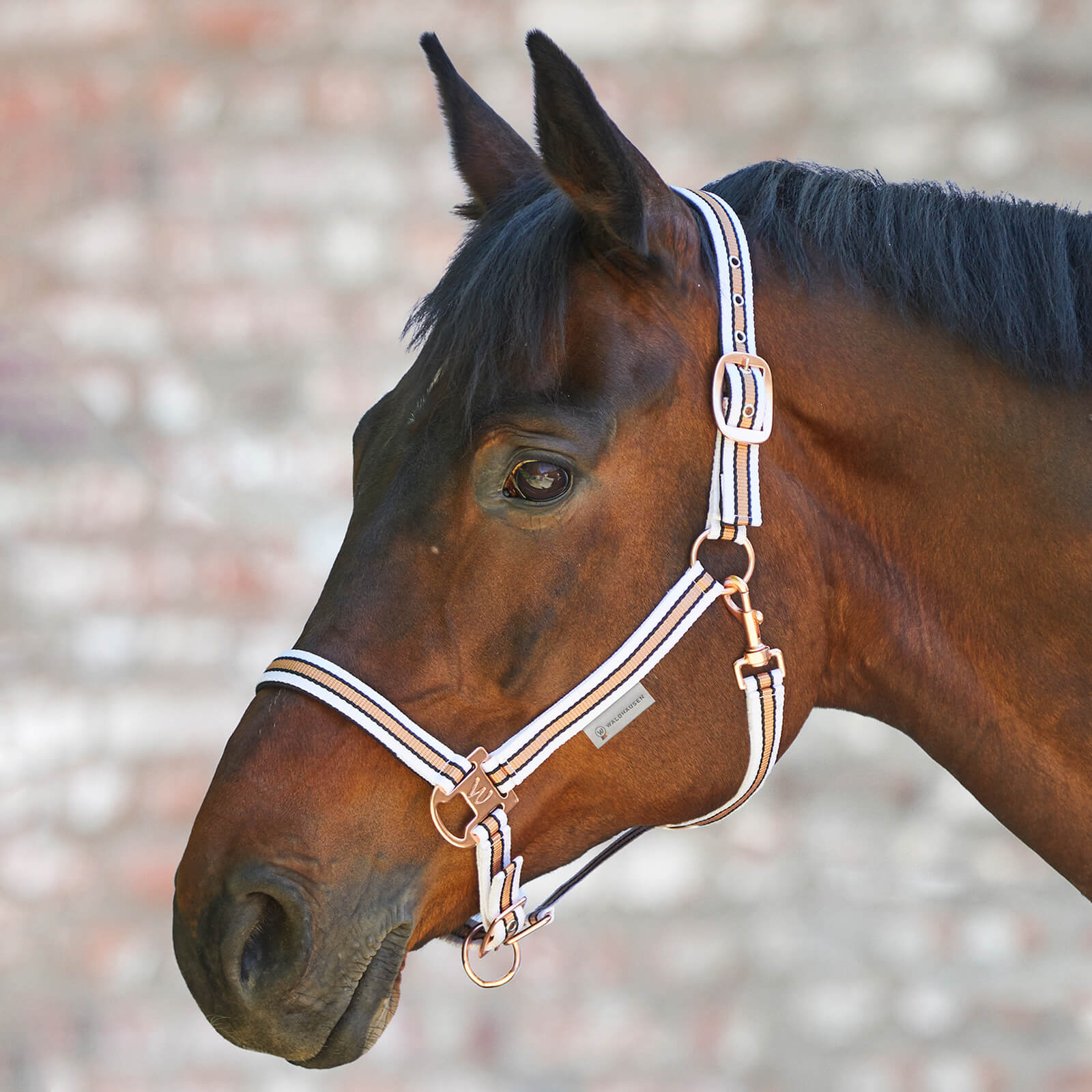 Waldhausen Halfter Shine Weiß/Rosé VB | kavalio - für mich und mein Pferd