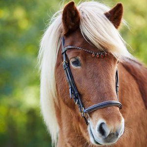 Waldhausen Trensenzaum Island Eiskristall Braun/Messing | kavalio - für mich und mein Pferd