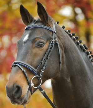 Waldhausen Trensenzaum Star Diamond Blau Pony | kavalio - für mich und mein Pferd