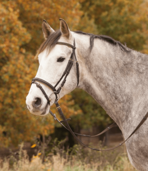 Waldhausen Trensenzaum Star Diamond Braun/Gold Pony | kavalio - für mich und mein Pferd
