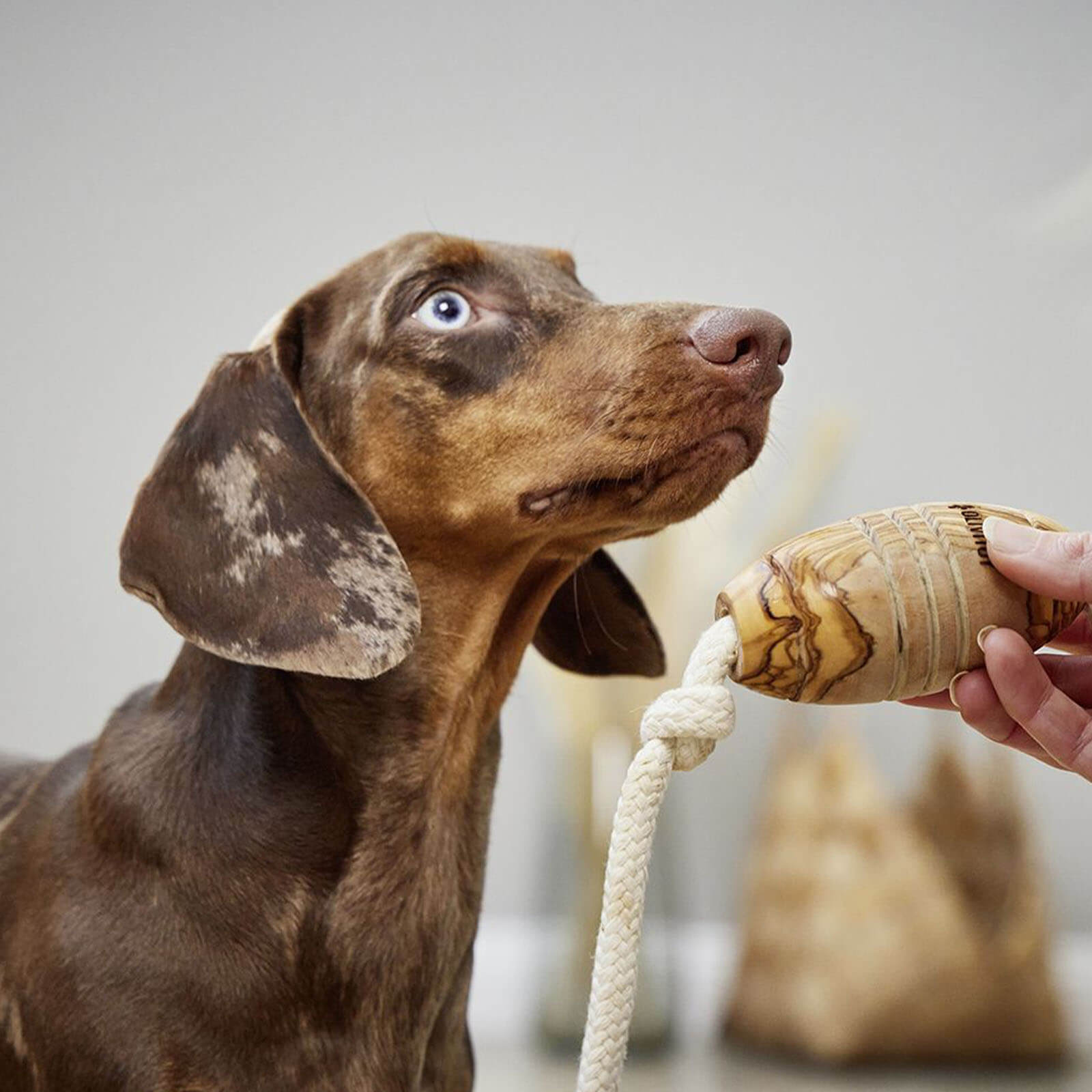 Wolters Hundespielzeug Olivi Rugby Tau-Spielzeug ca. 36 cm | kavalio - für mich und mein Pferd – Bild 2