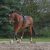 Waldhausen Longiersystem Schwarz Pony/VB | kavalio – für mich und mein Pferd